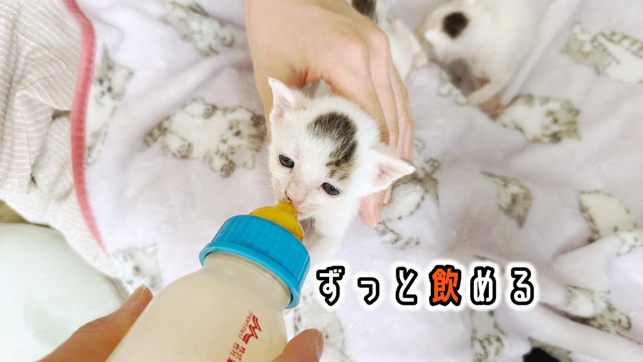 全てに全力な子猫がかわいすぎる。いろいろできるようになってきてる【保護猫生活8日目】