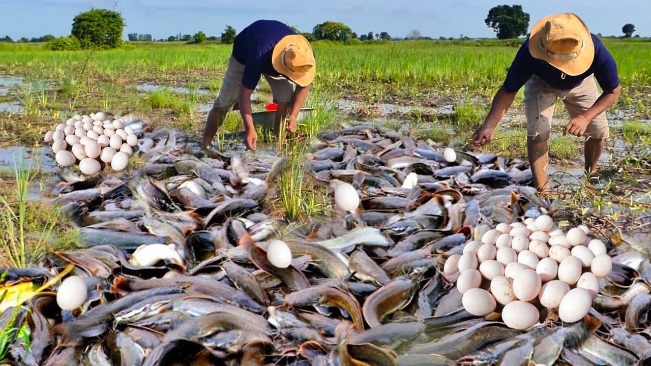 Best hand fishing a fisherman catch a lot of fish by hand skill 