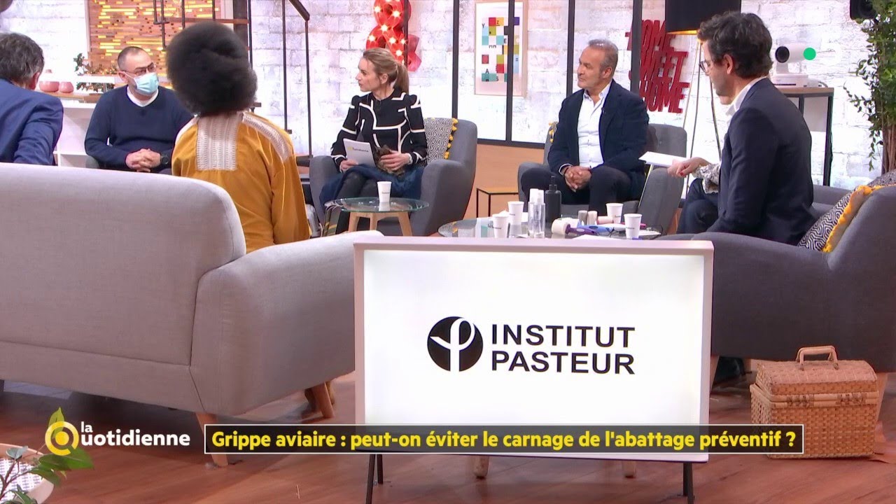 Grippe aviaire: peut-on &eacute;viter le carnage de l&rsquo;abattage pr&eacute;ventif ? - La Quotidienne