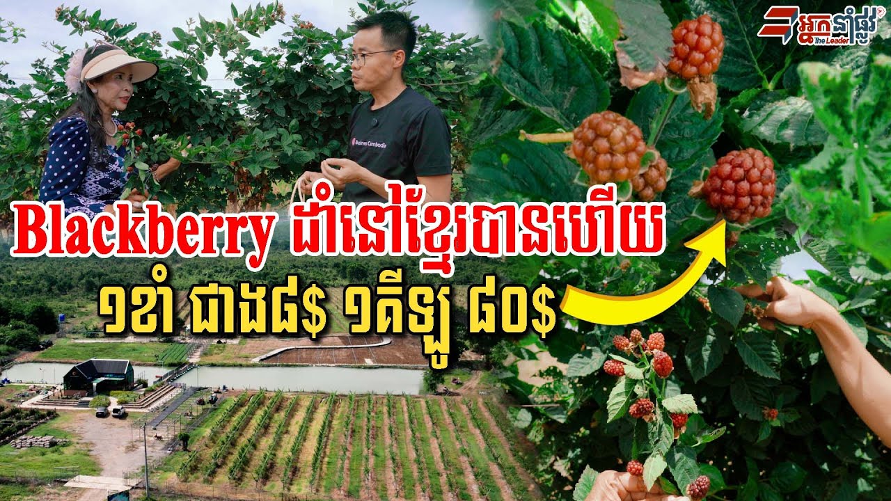 Blackberry ១ខាំ៨$ ធ្លាប់ជាផ្លែឈេីនាំចូលច្រេីន ឥទ្បូវខ្មែរដាំបានហេីយ បានផលផ្លែច្រេីនទៀត