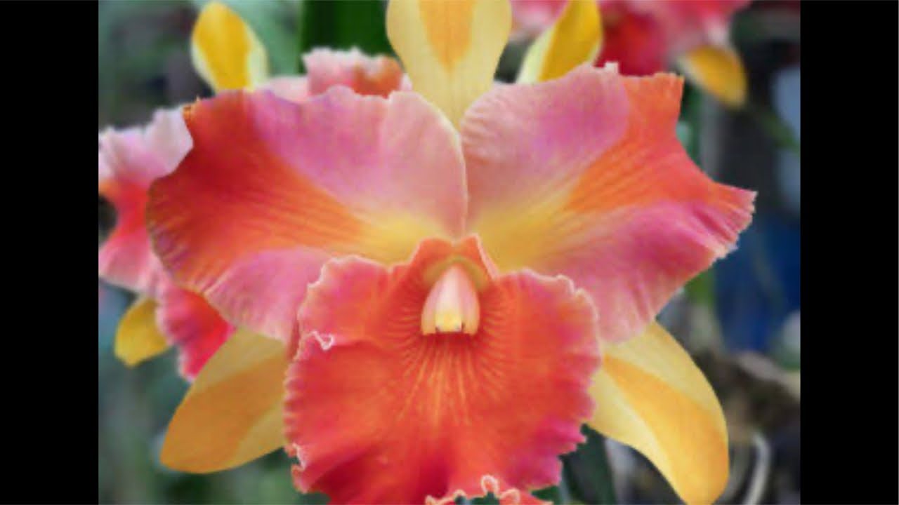 Orquidário Coroados vendas de orquídeas