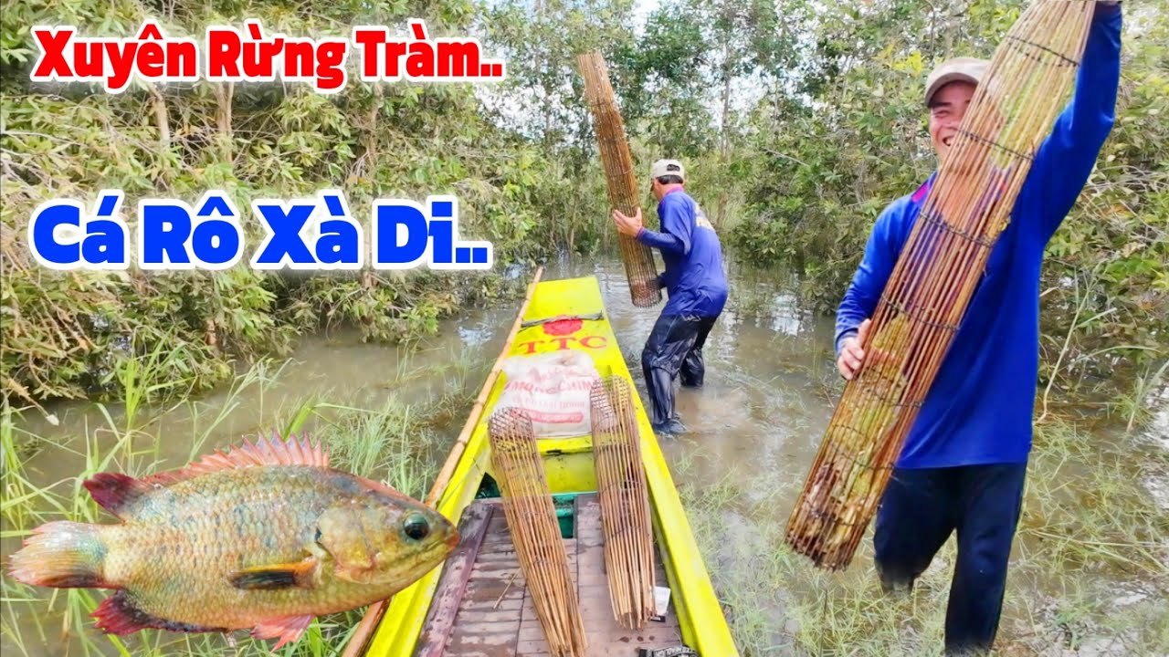 Đặt XÀ DI chạy LŨ xuyên Rừng TRÀM 