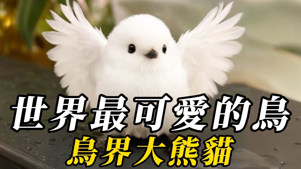 全世界最可愛的10種鳥類，第八名因太過可愛，差點成爲國鳥！第壹名落在枝頭宛如精美畫卷，讓人不忍打擾！#动物 #animals #知识渊博 #科普 #百科密码 #野生动物 #寵物