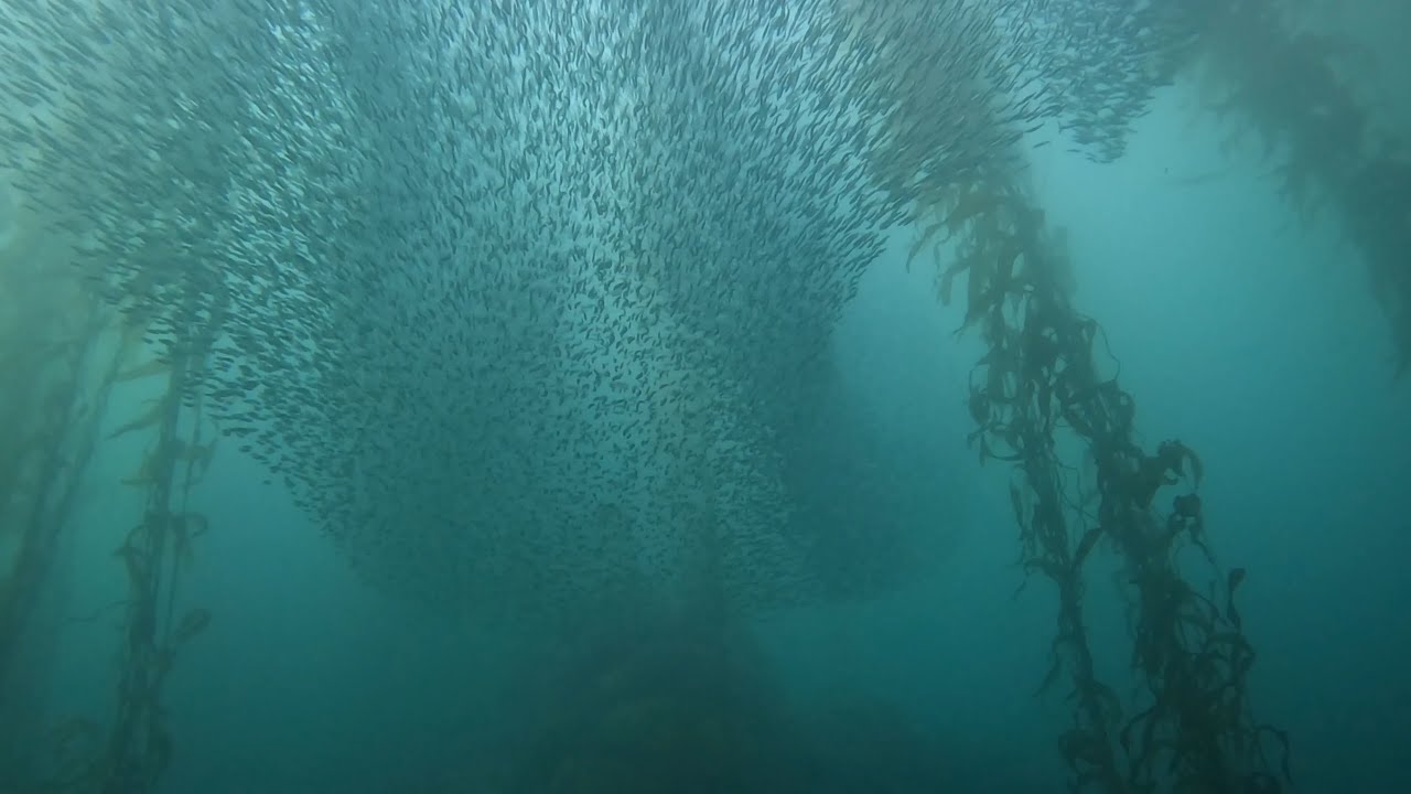A magnificent anchovy bait ball dive at McAbee beach, Monterey, California