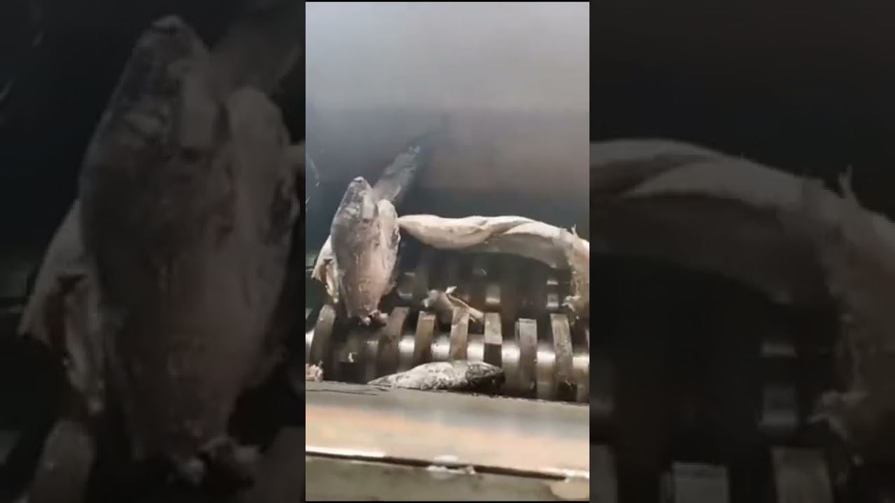 fish shredder machine