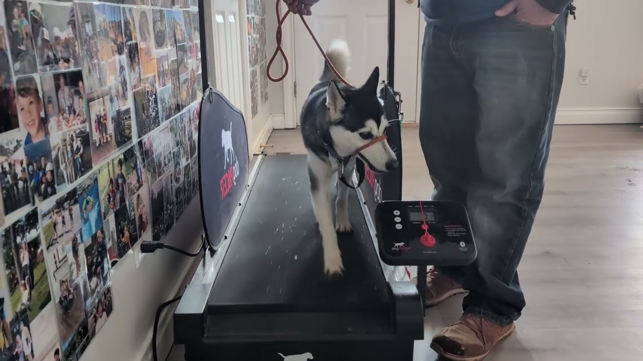 Jackson- day 3- treadmill training