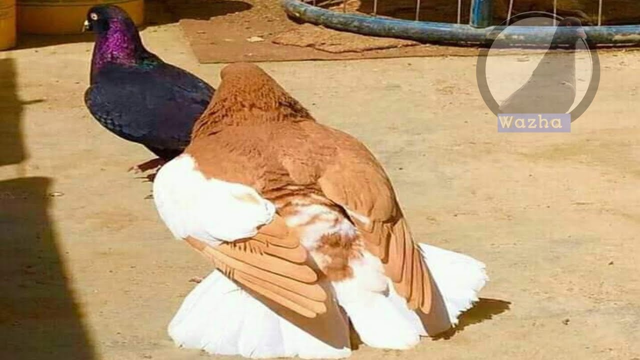 Friday Pigeons Bazar part 3 || Wazha