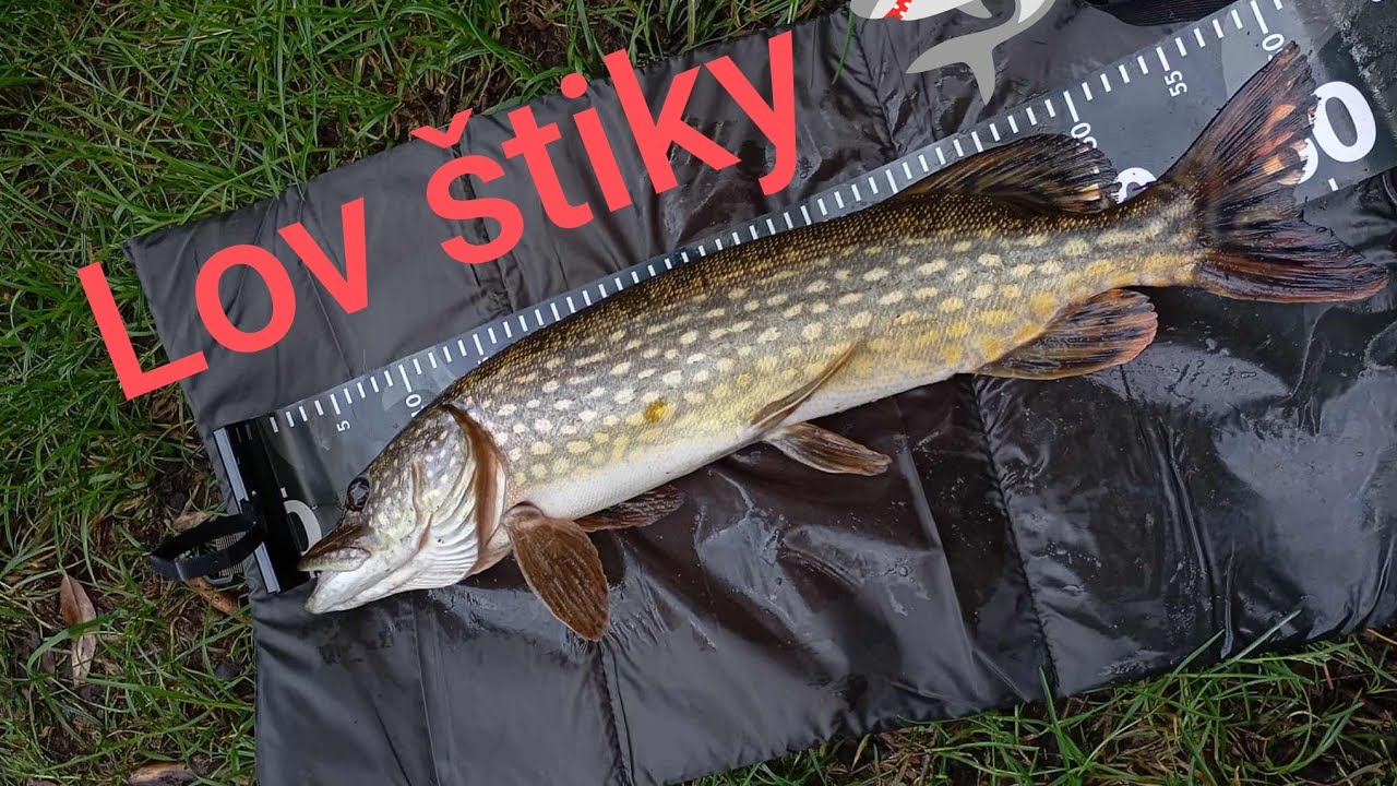 Lov &scaron;tiky 🦈 moje prvn&iacute; ryb&aacute;řsk&eacute; video 😁