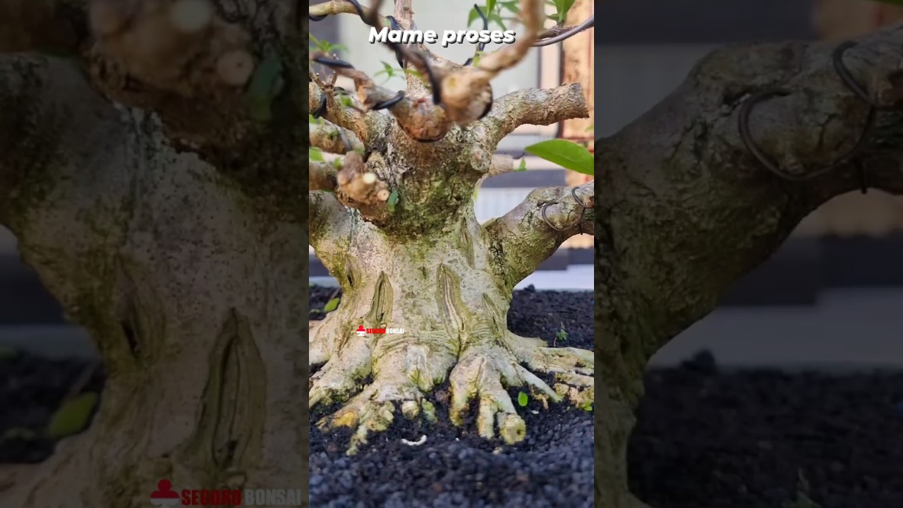 Proses anting putri mame 🔥🔥 #bonsai #wrightiareligiosa #antingputri Mr. Coet Widi