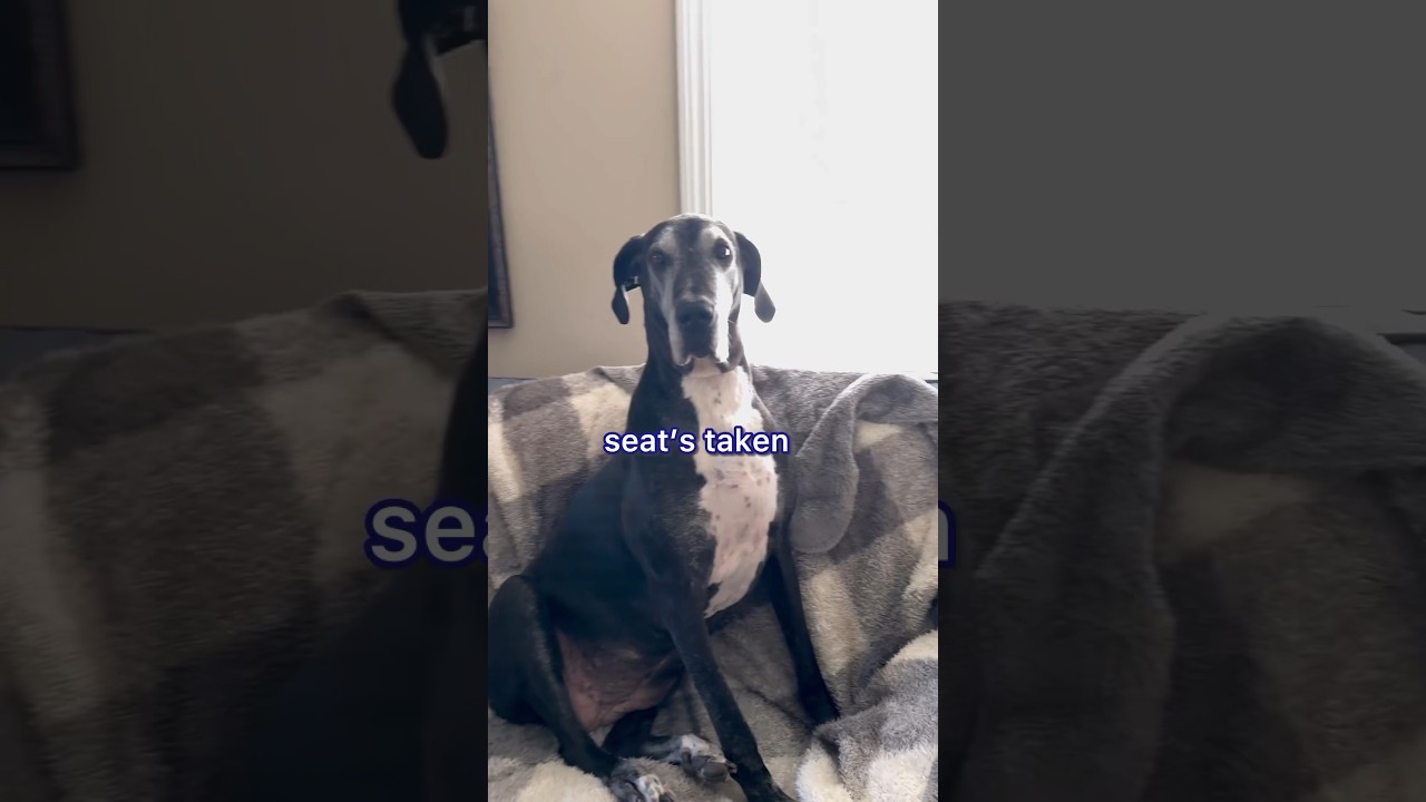 Trying to find a seat with two spoiled Great Danes in the house 🫤 #greatdanelife