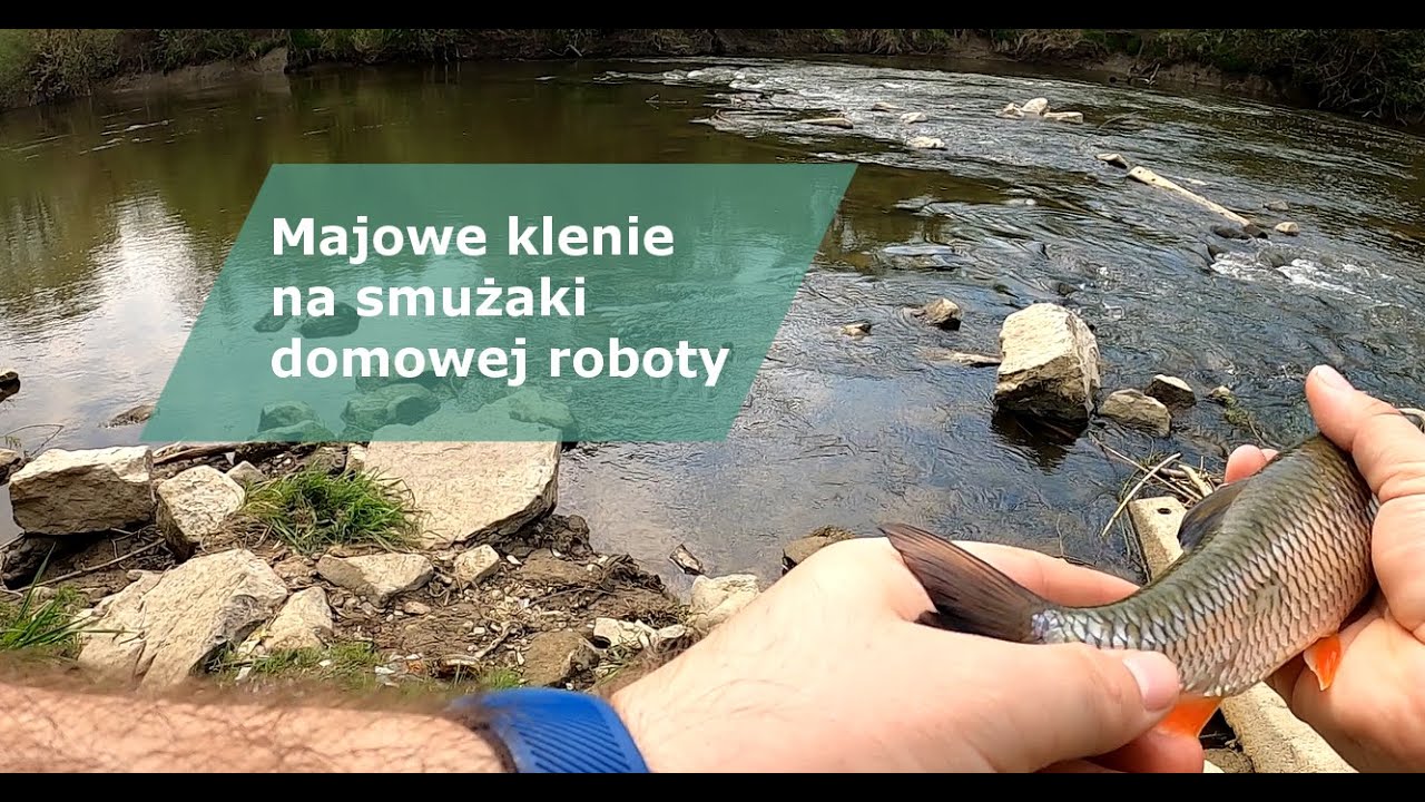 MAJOWE KLENIE NA MOJE SMUŻAKI