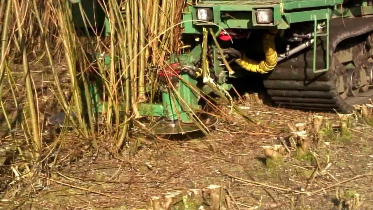 Høst af energipil