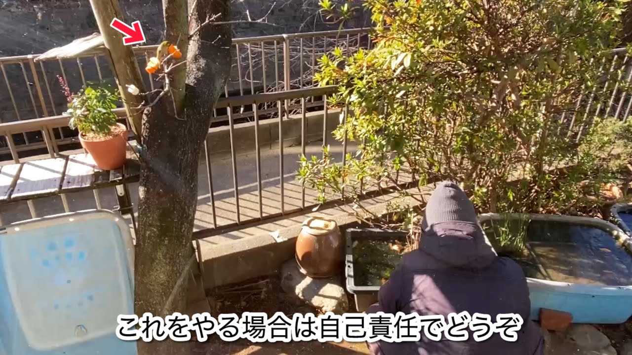楽しいかどうかは別として、確実に小鳥と仲良くなれる方法