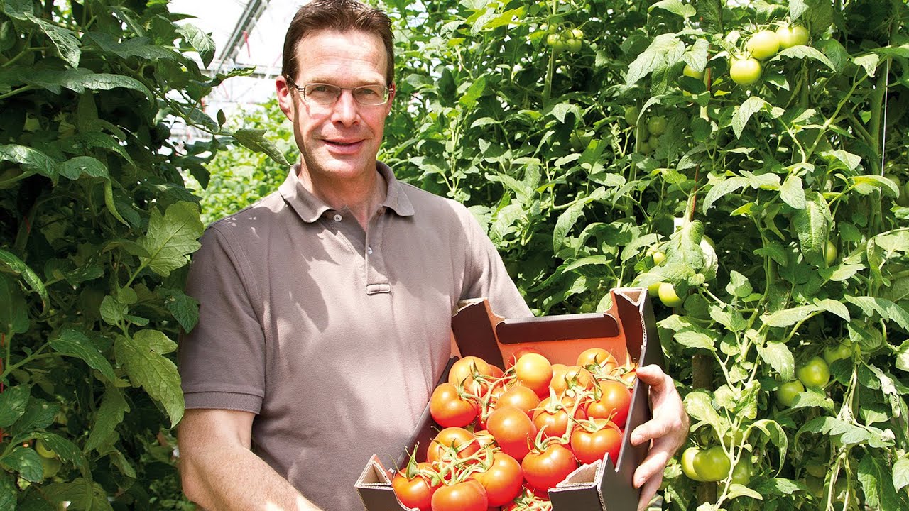 WIR AUS DER REGION: Familie Bong aus Niederaußem – unsere regionalen Tomaten