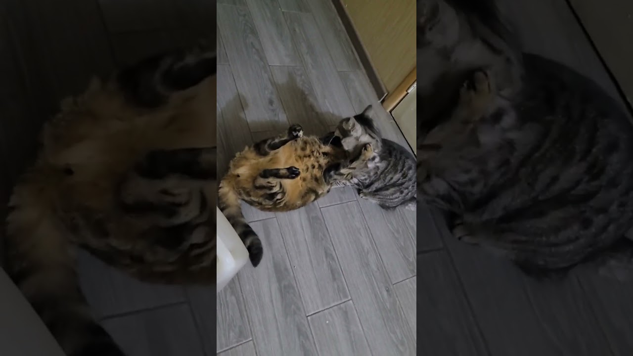 І ЯК ВОНИ ЖИЛИ ОДИН БЕЗ ОДНОГО? 