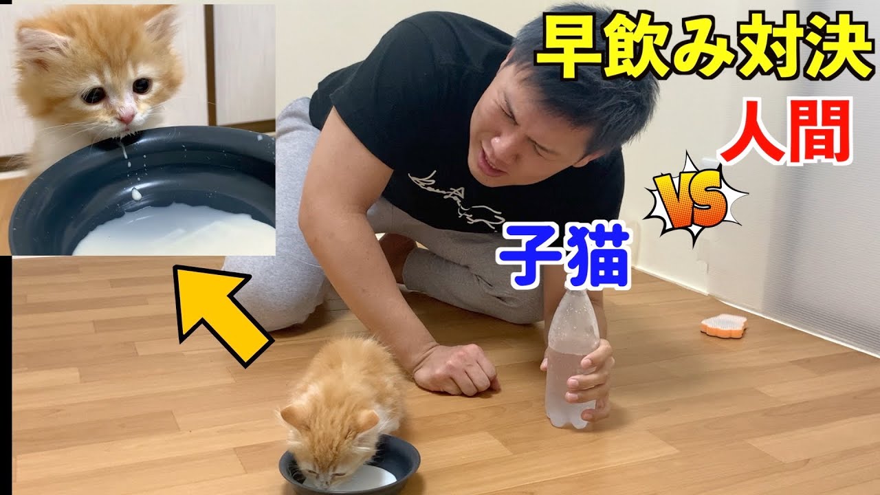 【早飲み対決】子猫VS人間（マンチカン）