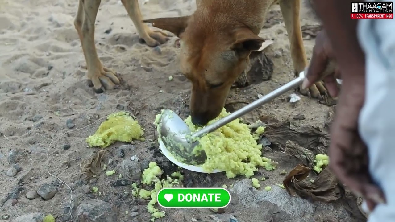 Help Feed & Care for Stray Dogs | Just ₹35 Can Give Street Dogs Food, Safety & Hope Today