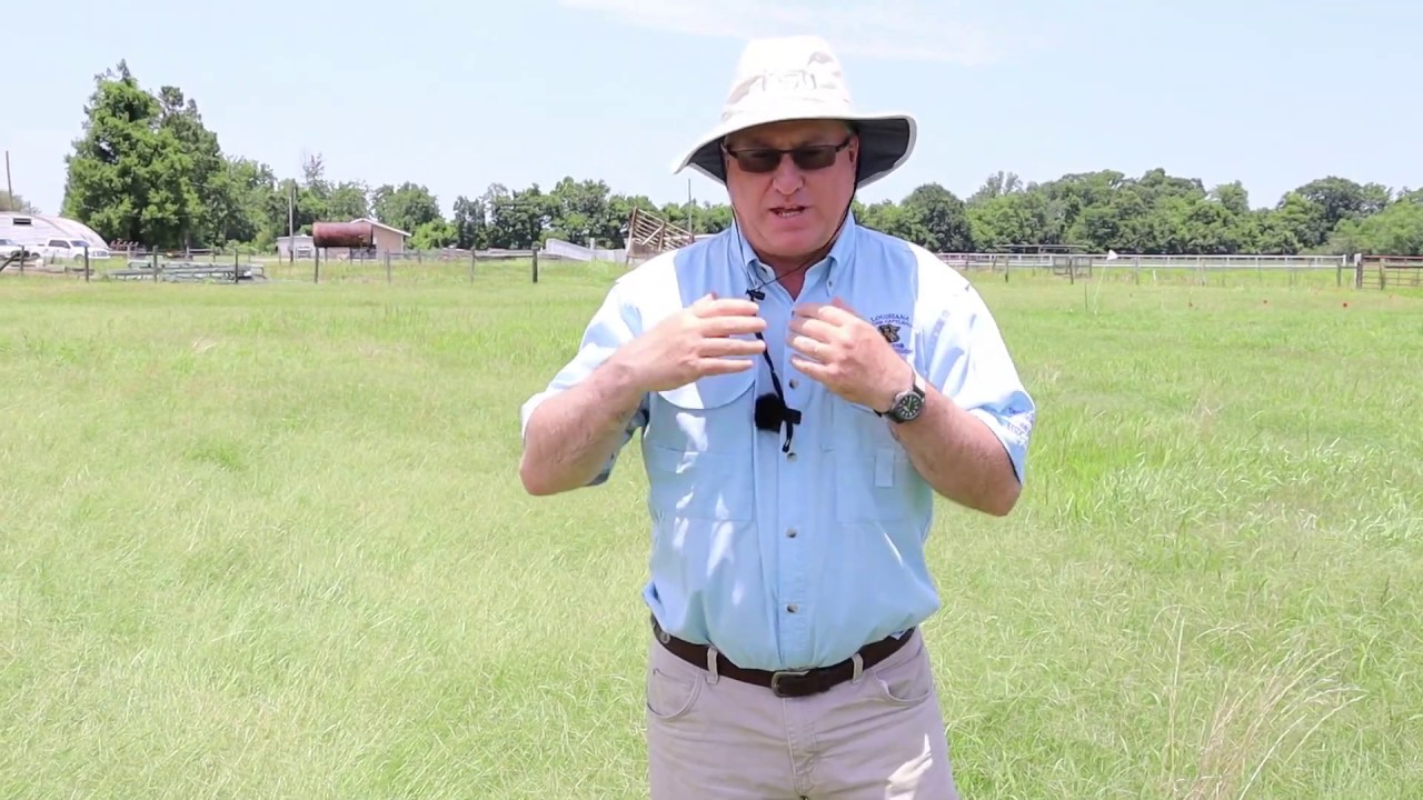 Hay Meadow Weed Management