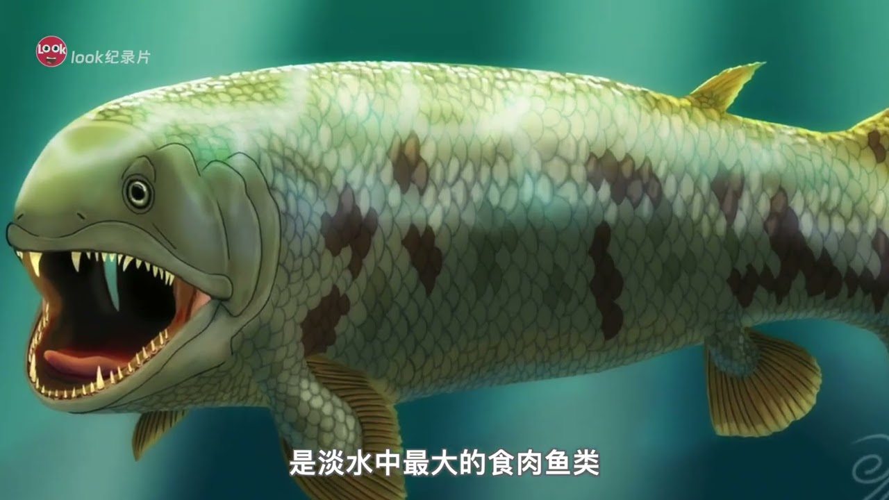 【生命进化史--06石炭纪】石炭纪（Carboniferous），古生代的第五个纪元，始于3.55亿年前，延续6500万年。石炭纪气候温暖、湿润，遍森林沼泽，植物大繁荣，陆生动物空前发展，巨型节肢动