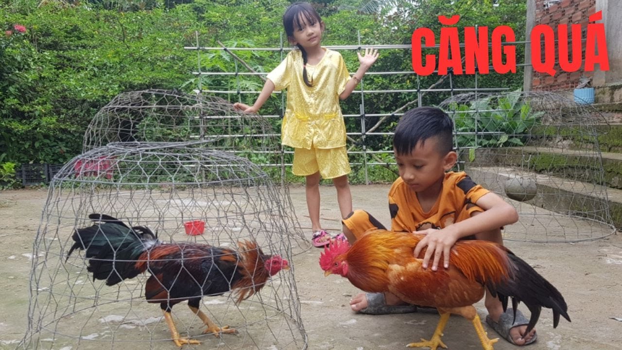 Trận Chiến Bá Đạo Giữa 2 Chú Gà – Thiên Sơn Không Ngờ Cái Kết Lại Như Vậy 😱