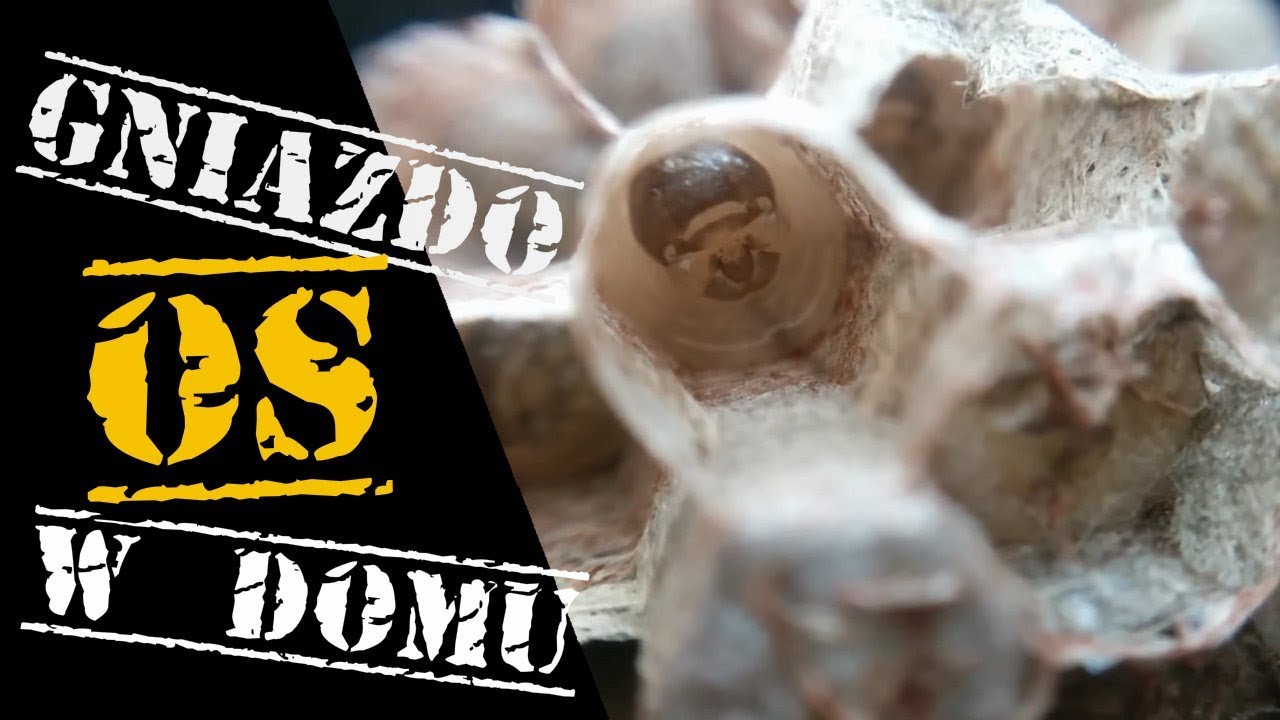 GNIAZDO OS - Hodowla OS w domu #2