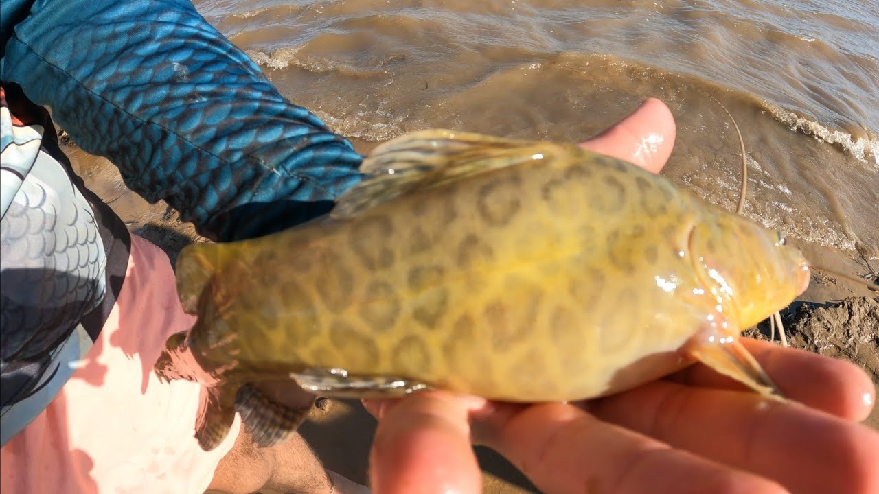 Pesca en un hermoso Camping , se escapó terrible bestia.