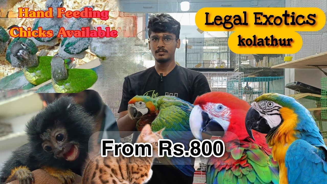 exotic  pets shop with price 😮😮 // starts from rs.800 . இப்படிலாம் கூட வளர்ப்பு பிராணி இருக்கா