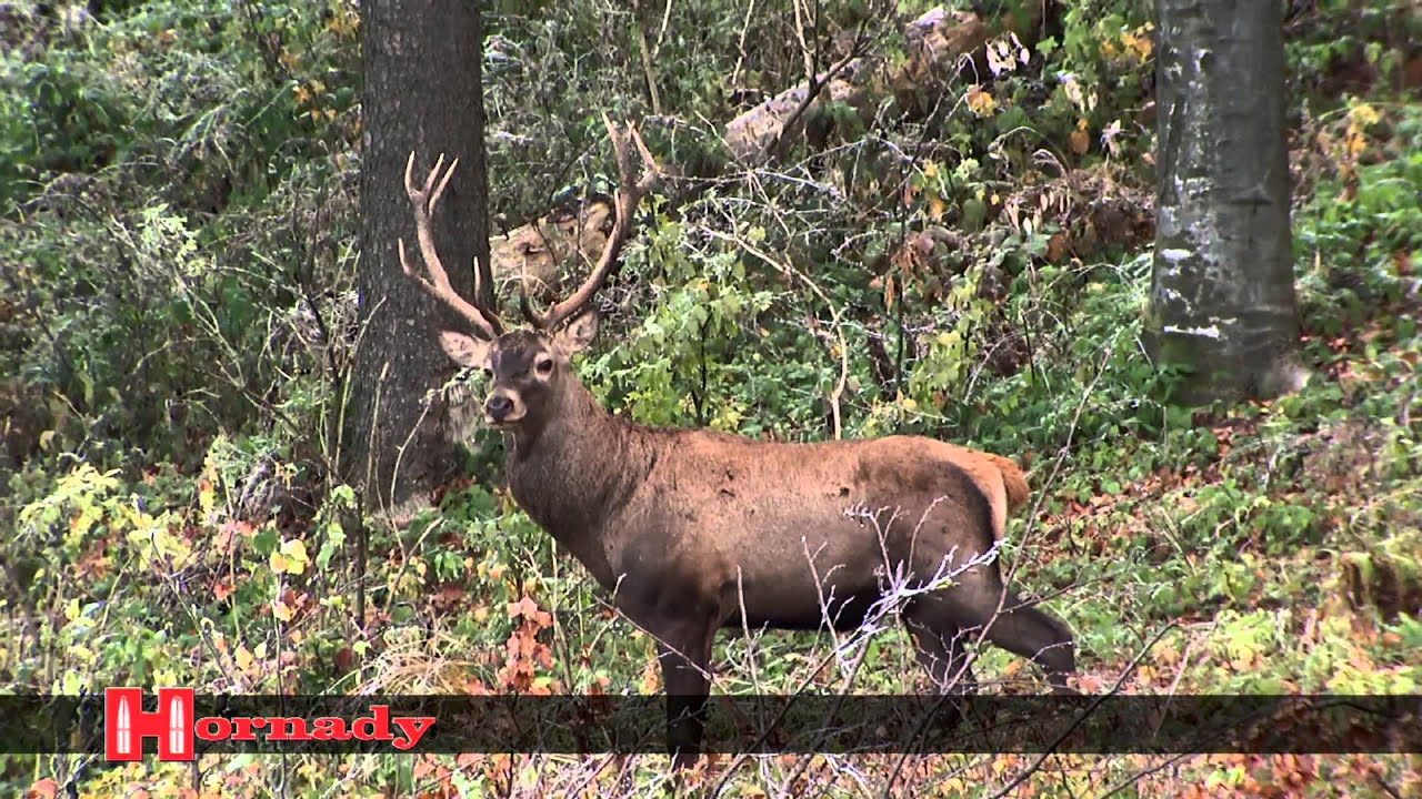 D&eacute;couvrir la gamme Hornady