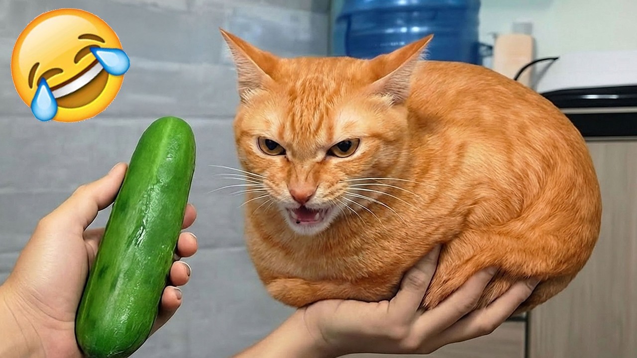 Смеешься — проигрываешь 😹 Самые смешные кошки и собаки 2026 😂🤣 Часть 9