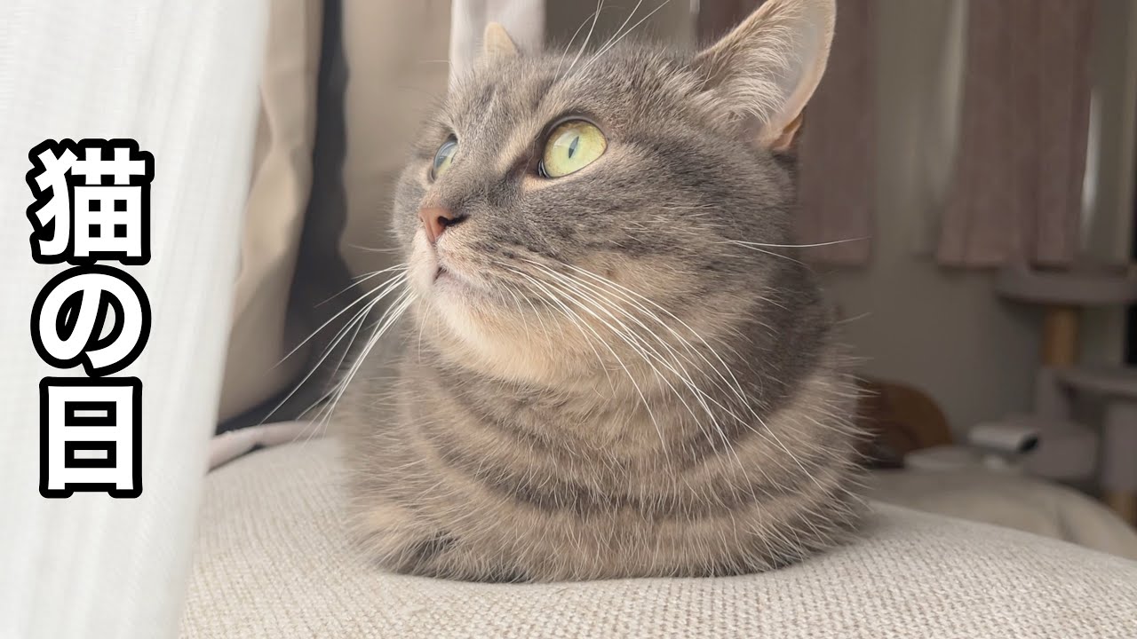 【猫の日】赤ちゃんに戻る王子と、おててが消える姫
