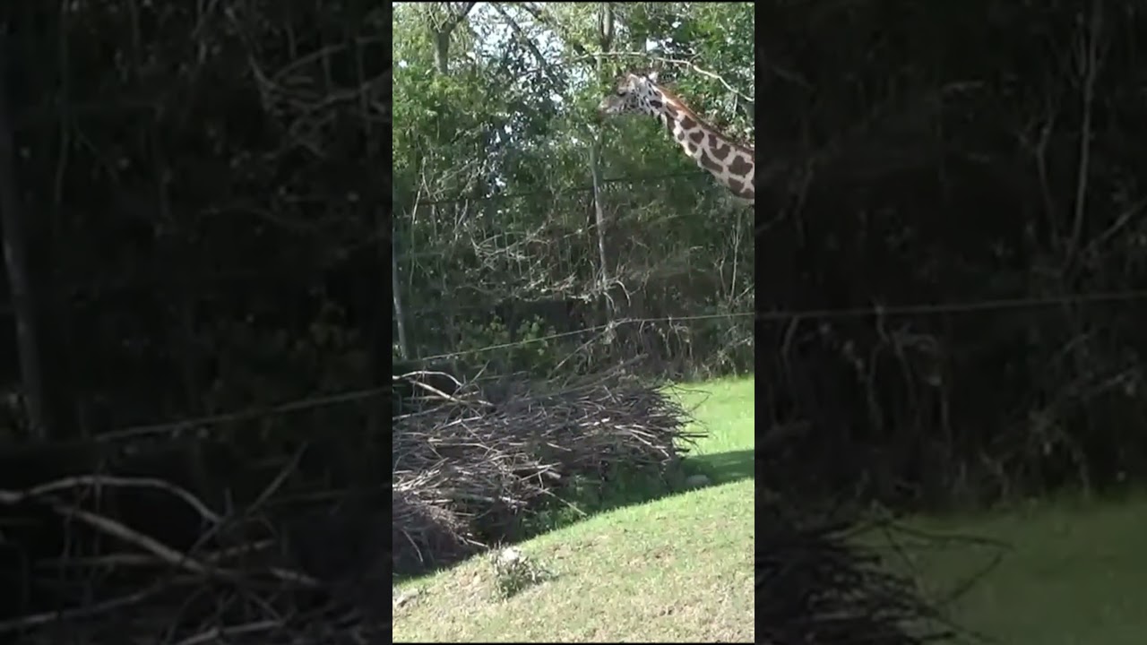 38/ WALKS IN NATURE. THE BEAUTY OF THE PLANET. #walks #innature #planet #thebeauty #animals