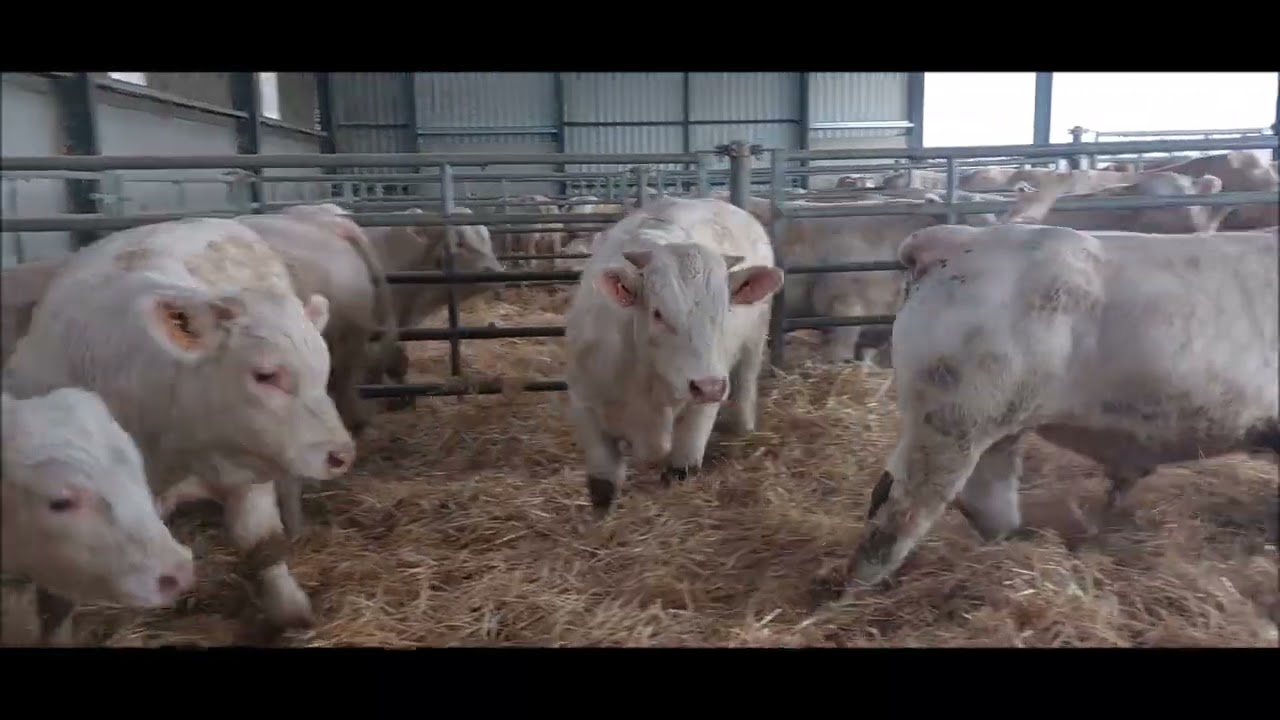 VENTE VIDEO DE 48 BROUTARDS CHAROLAIS MARDI 2 DECEMBRE 2025 A SICAFOME