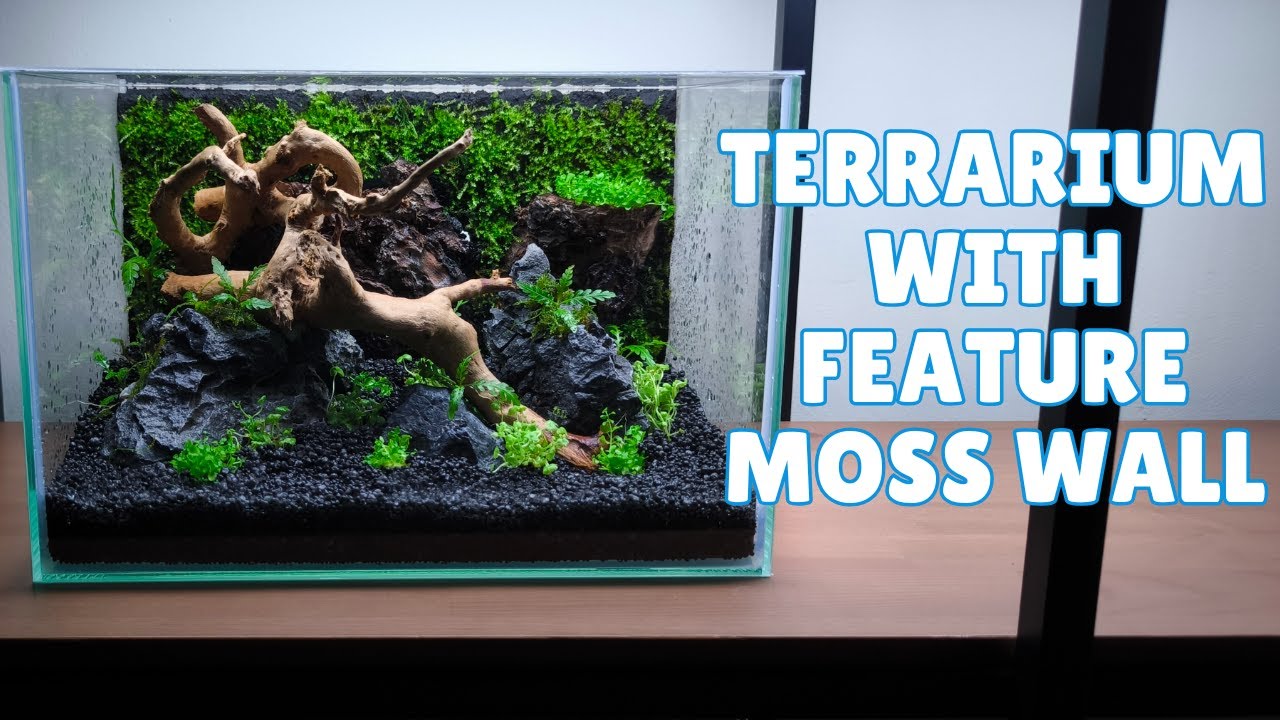 Creating a feature moss wall terrarium using Yokuchi substrate & aquatic plants | Step-by-step Guide