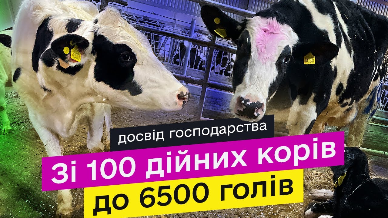 Бизнес на коровах: Секрет успеха СТОВ 