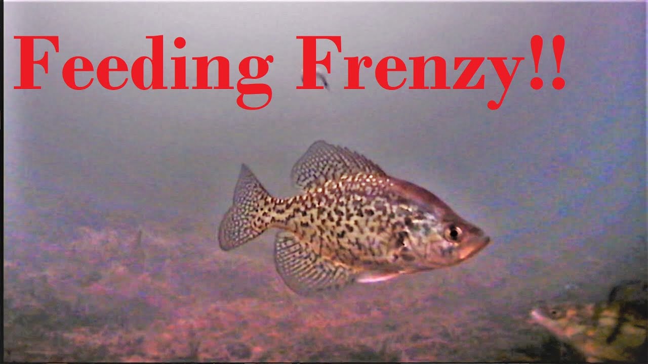 Jigging Crappie, Gill, Pike, & Perch!!