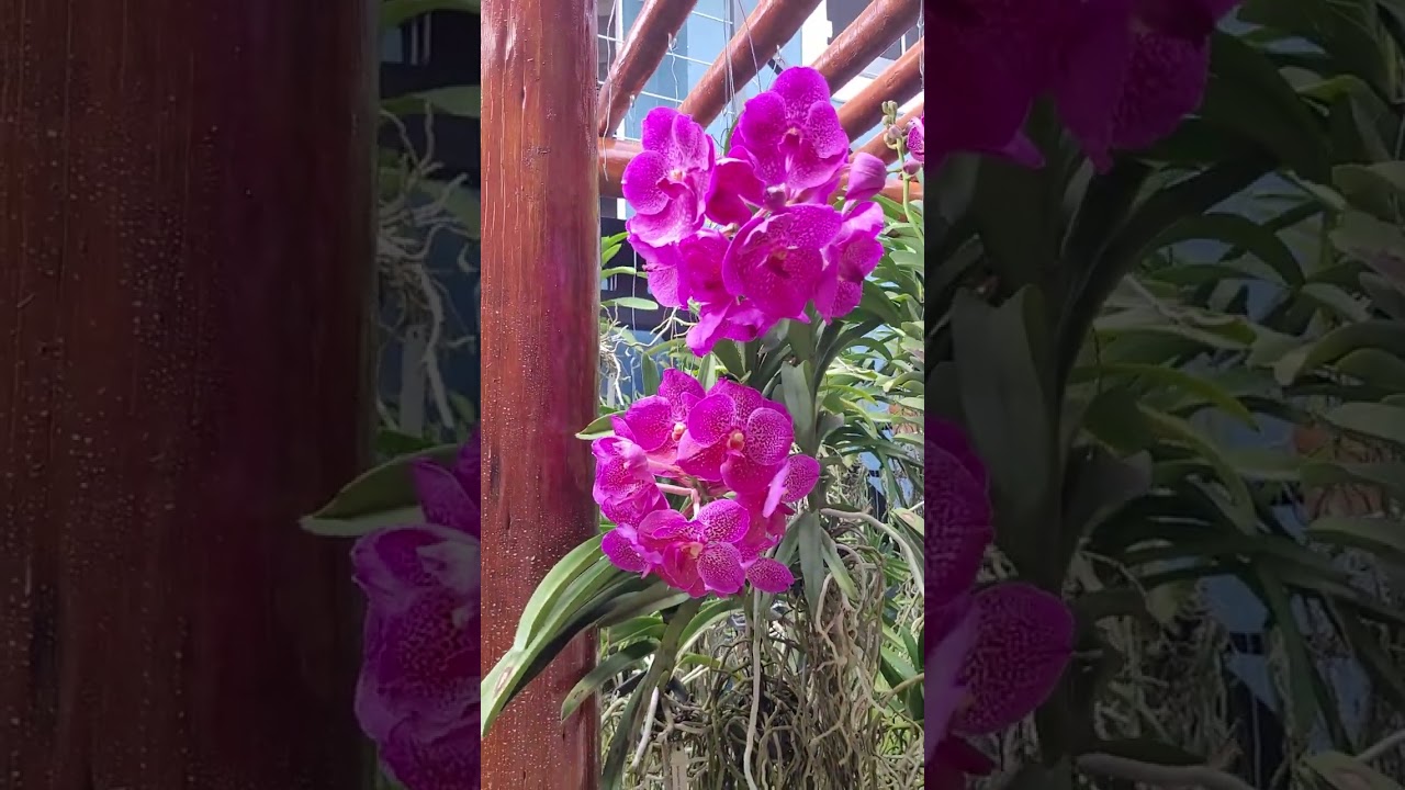 Pergolado de eucalipto para cultivo de orquídeas #nature #orchid #orquídeas #flower #plant