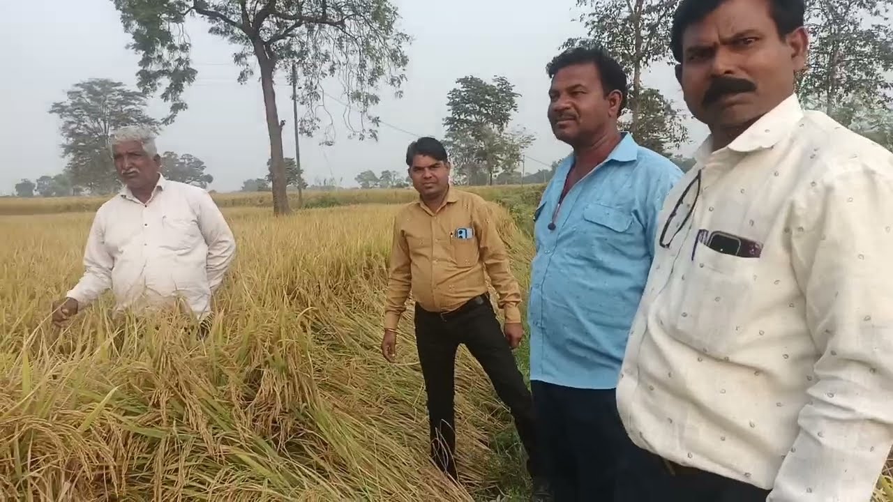 आशीर्वाद सरना धान की खेती, बीज की तैयारी में लगे किसान भाई दयालु राम और अन्य गांव के किसान