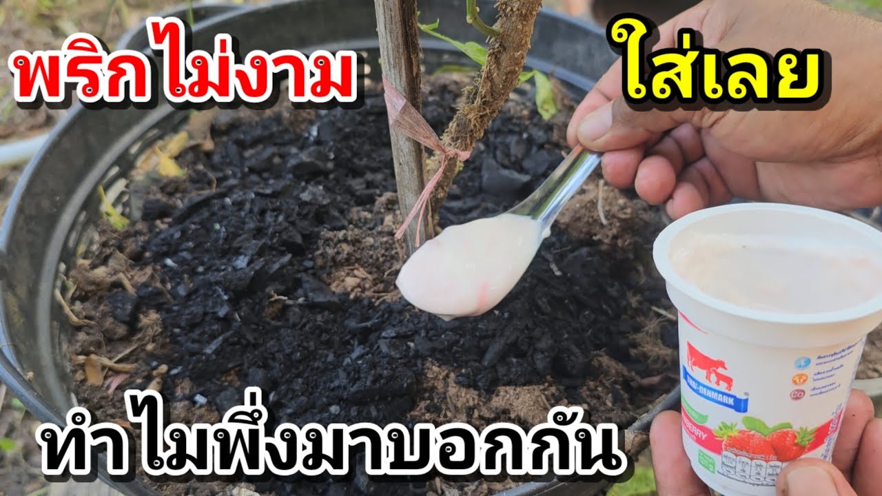 แค่3วัน!!พริกต้นโทรมไม่มีดอกติดลูกน้อยใครจะรู้ใส่สิ่งนี้ต้นจะกลับมาสมบูรณ์เหมือนเดิม