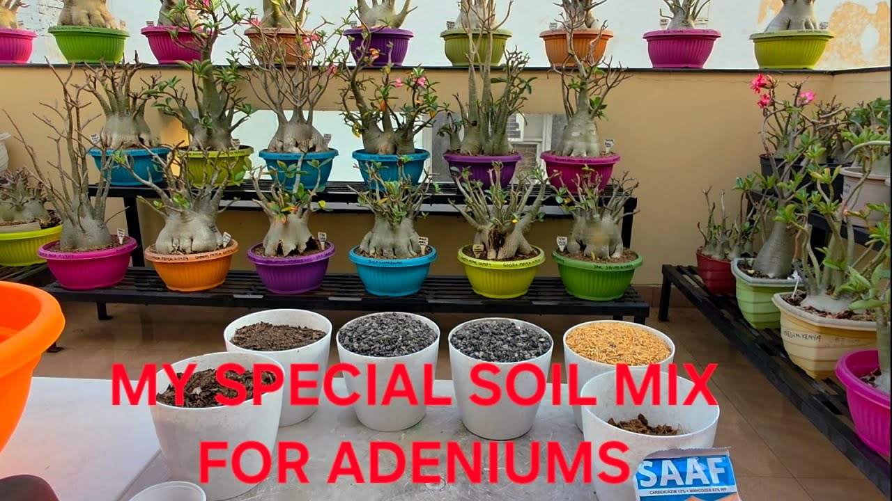 MAGIC SOIL FOR ADENIUMS WITH CINDER PART 1 ||1ST TIME ON YOU TUBE FOR HEALTHY ROT FREE ADENIUMS