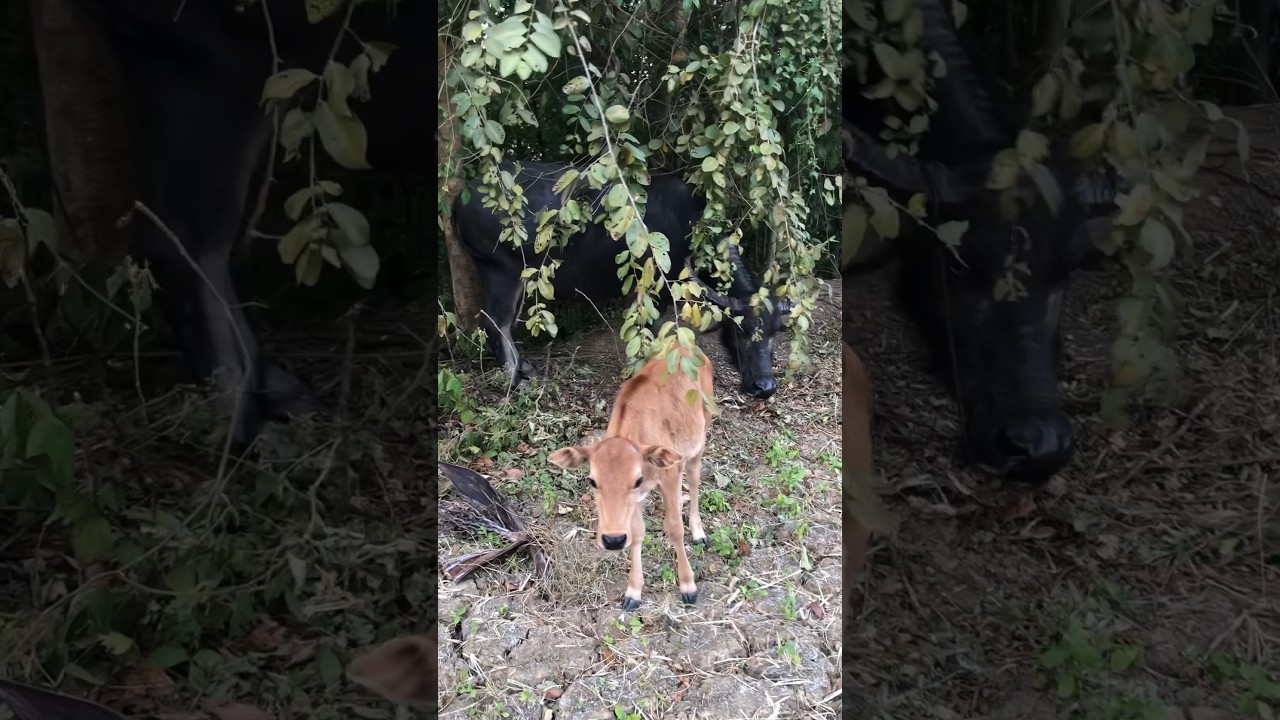 Water buffalo 🐃 and baby calf 🐮 together #waterbuffalo #calf #carabao #cowvideo #cowlover #animals