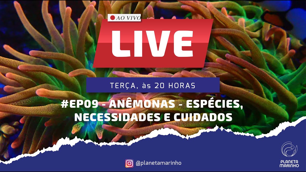 LIVE | #EP09 - Anêmonas - Espécies, Necessidades e Cuidados.