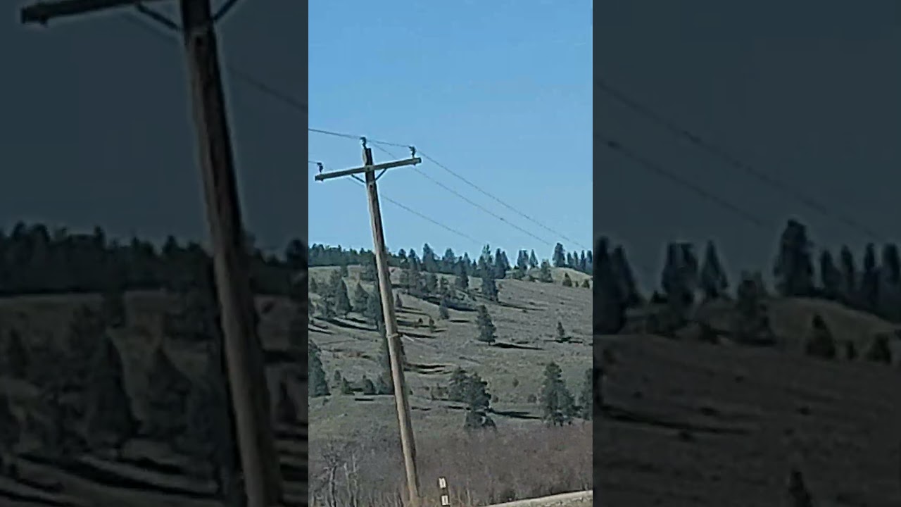 WAUCONDA COWS FARM WA.STATES #shortvideo #cowsfarm #wastate