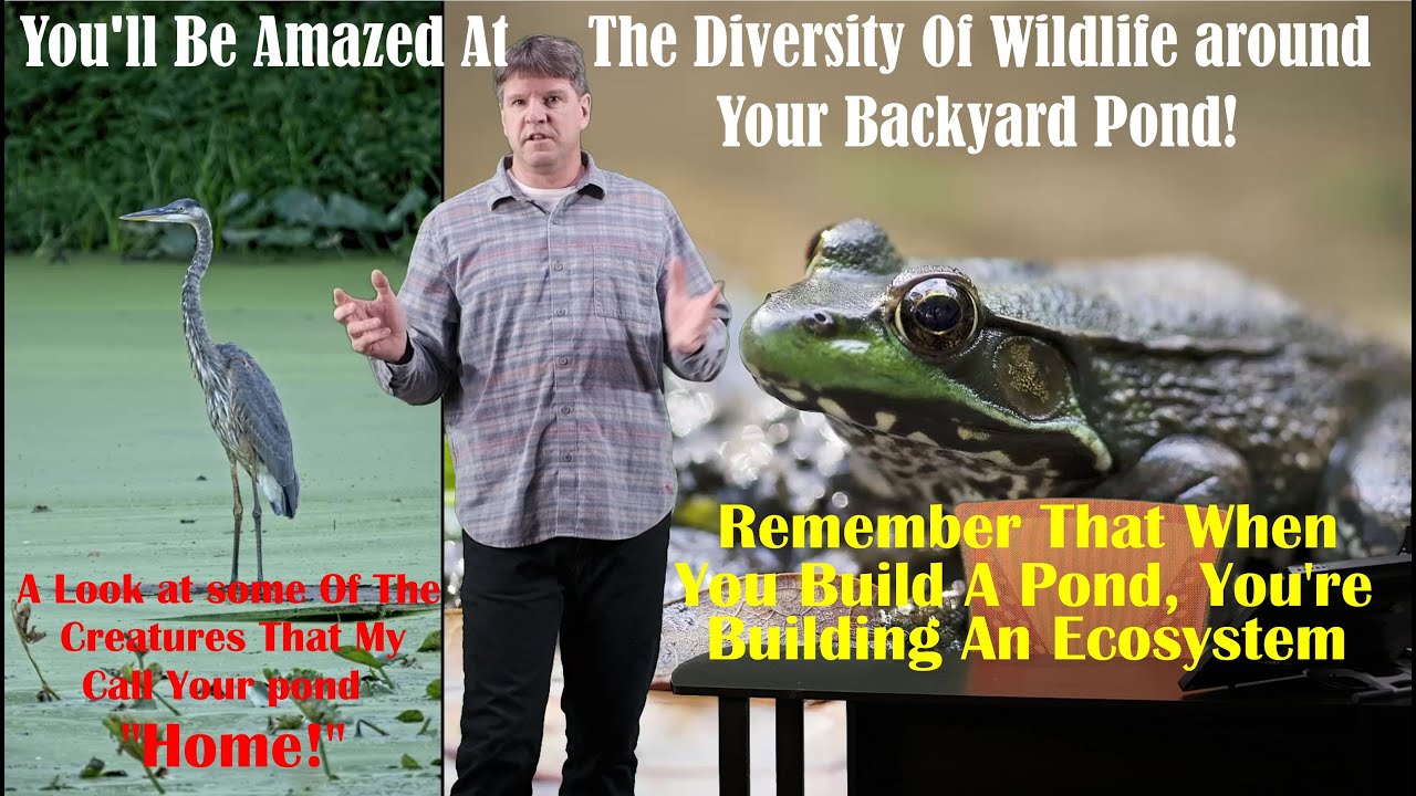 Attracting Wildlife Around Your Garden Pond
