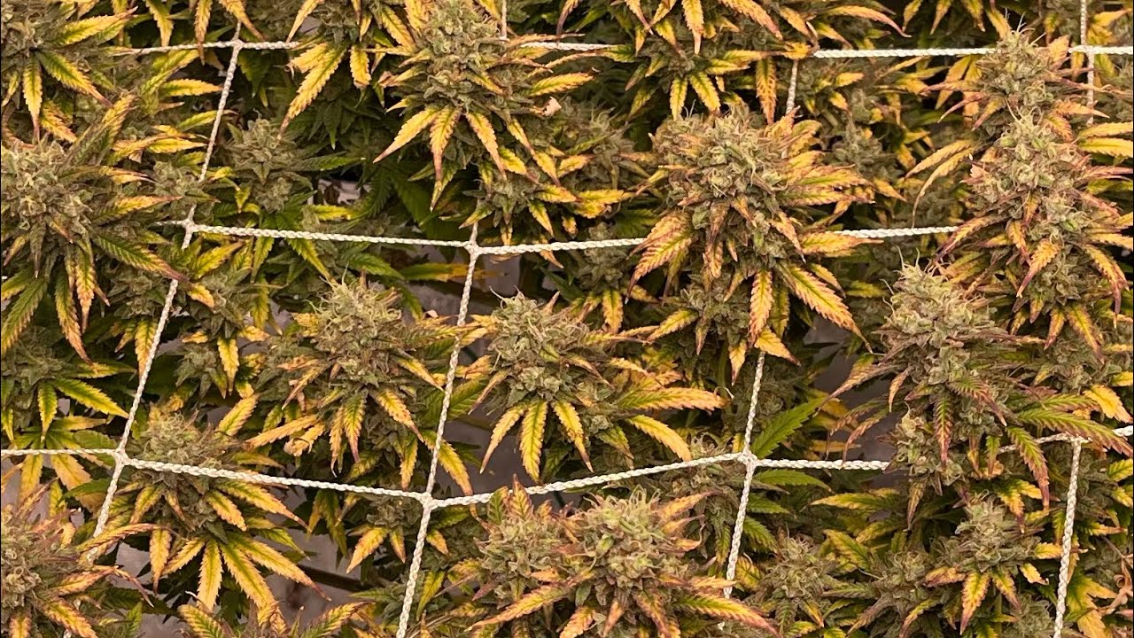 Seed to harvest cannabis Runtz week 8 of flower. Fading nicely looking beautiful come see friend