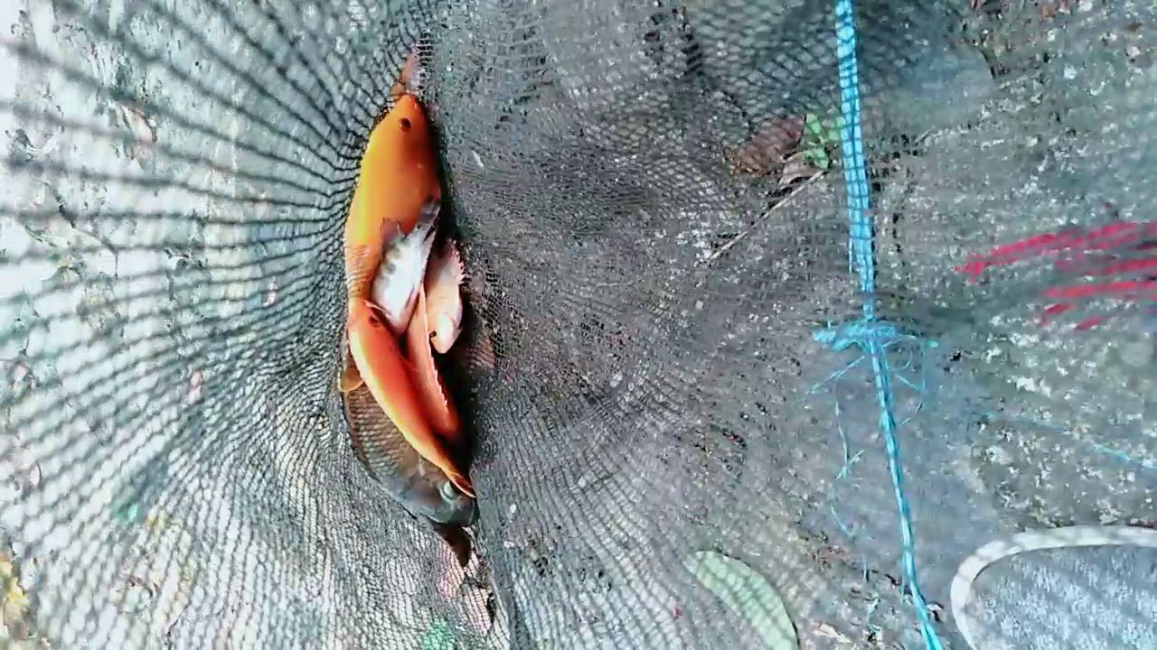 Hasil mancing di Setu Babakan