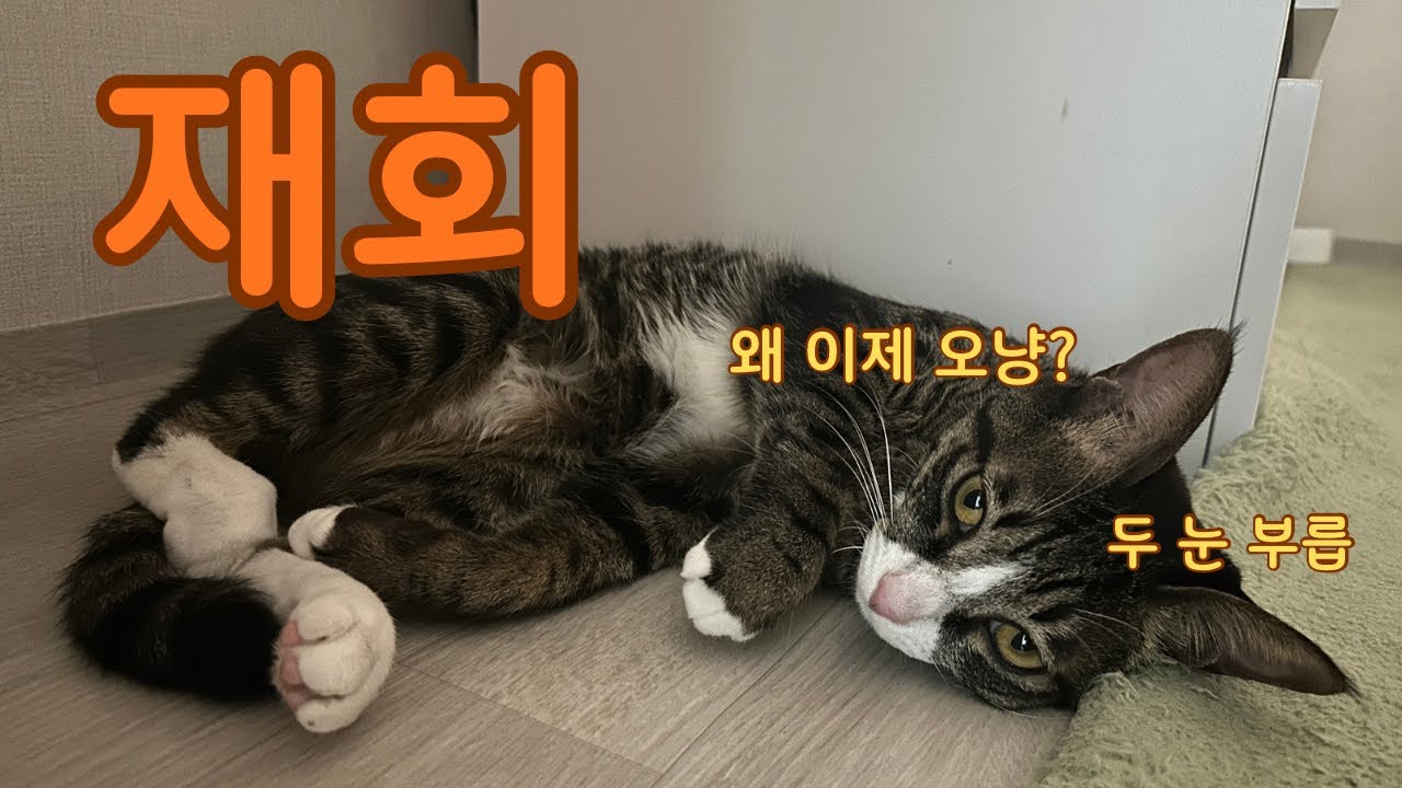 눈물 없이 볼 수 있는 간헐적 집사와 고양이의 상봉 😁