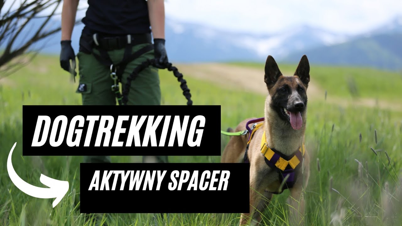 DOGTREKKING - SPACER Z PSEM PO NASZEMU
