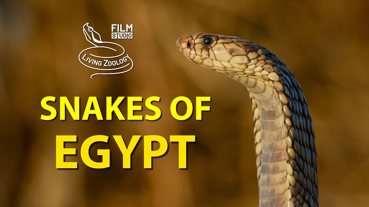 Venomous snakes of Egypt, deadly Egyptian cobra and vipers (4K)
