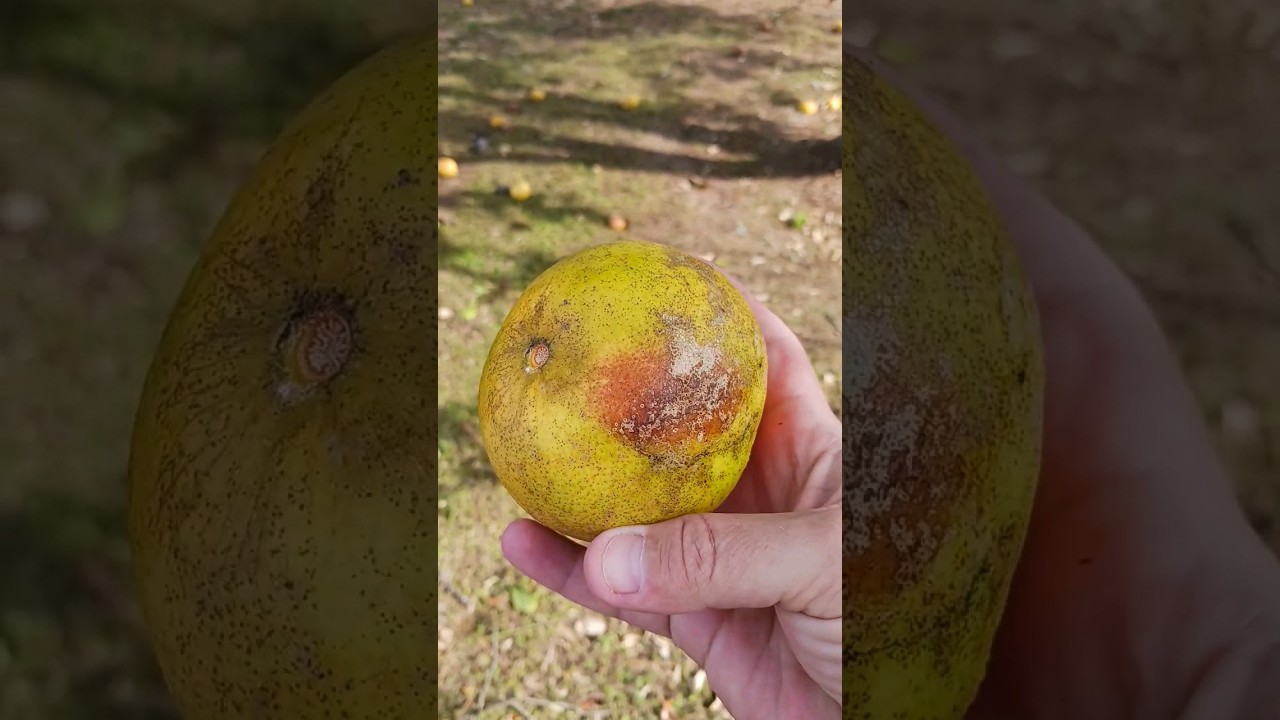 Florida MAN Shows His OLD Pink Grapefruit Tree 🌳