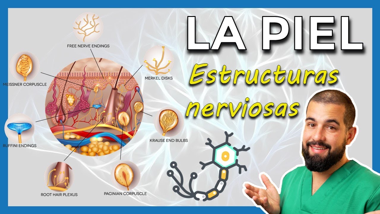 ANATOMÍA DE LA PIEL. Estructuras nerviosas. Merkel - Meissner - Pacini - Ruffini - Krause.